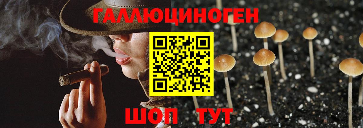 Псилоцибиновые грибы Psilocybine cubensis Москва
